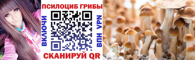 наркошоп  Черногорск  Галлюциногенные грибы Psilocybe 
